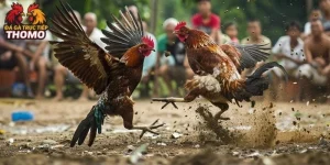 Cách Buộc Cựa Gà