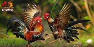 Cựa Sắt Và Cựa Dao Là gì