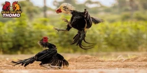 đá gà hồ là gì