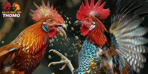 Gà Đá Vỉa Là Gì