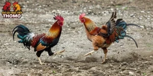 Giống Gà Đá Tốt Nhất