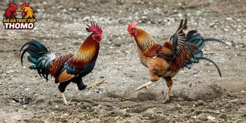 Giống Gà Đá Tốt Nhất