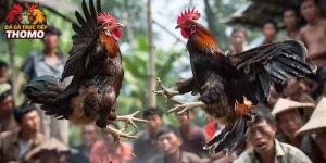 Thomo Là Ở Đâu